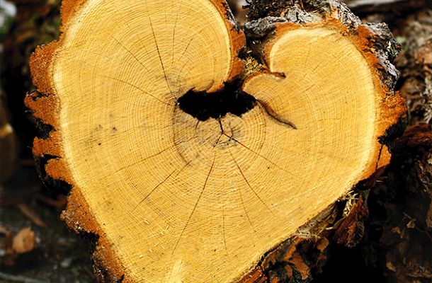 natural heart1 1ce64073